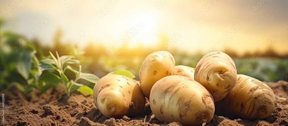 Poster fresh potato in the busket fresh organic potatoes in the field harvesting potatoes from soil selecti