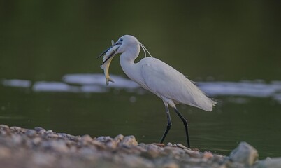 Little Egret (Egretta garzetta) is fishing in the Tigris River.