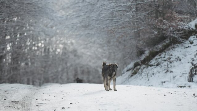 Dog protecting property howling and barking in forest in winter, front view with snow covered trees at background