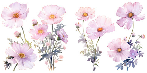Obraz premium Cosmos flower watercolor illustration clipart. Generative AI