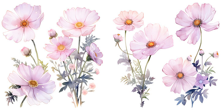 Cosmos flower watercolor illustration clipart. Generative AI