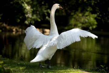 white swan near the lake
