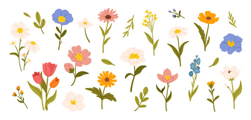 Spring flowers. Cartoon wildflowers chamomile, tulip and forget-me-not, cornflower and sage with leaves, floral botanical elements. Blossom of garden flower vector set - obrazy, fototapety, plakaty