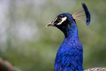 Portrait of a peacock in the wild