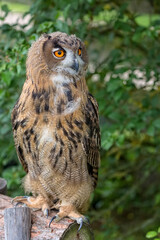 Eagle owl in the forest
