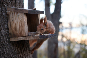 Explore the enchanting moment of nature captured in this heartwarming photograph. Witness an adorable squirrel indulging in its natural habitat, feasting on nuts from a cozy bird feeder.