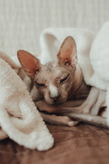 A bald cat of the Sphynx breed He warms himself at home under a warm blanket. Pedigree pet care concept. Photo for a veterinary clinic or pet supply store