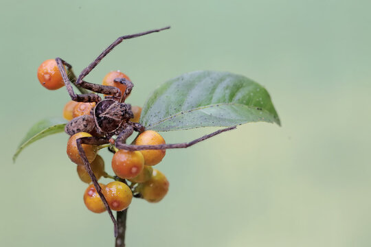 A huntsman spider is hunting prey on ficus fruits.