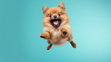 Chow Chow dog is jumping or running isolated on blue cyan background