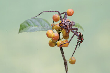 A huntsman spider is hunting for prey on the branches of a ficus tree filled with fruits.
