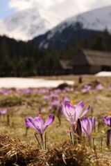 Tatrzańskie krokusy w Dolinie Chochołowskiej, piękny początek wiosny. Tatra crocuses in the...