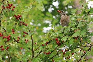 Piękny ptak w zielonej koronie drzew, je czerwone owoce. A beautiful bird in the green treetop,...