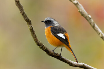 上に反り返った枝を渡るジョウビタキの雄