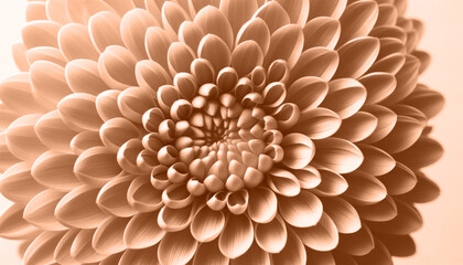 Close-up of a peach-colored flower. Color of the year 2024. Peach Fuzz color background.
