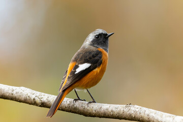 枝から枝へと飛び移るジョウビタキの雄