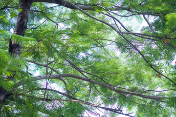 Nature view of green leaf on tree and sunlight as background nature green plants landscape, ecology