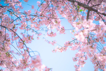 河津桜と空