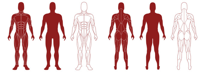 Male figure with anatomical muscles front and back view set. Red silhouette of muscle structure with biological outline of structure for medical and training vector design - obrazy, fototapety, plakaty