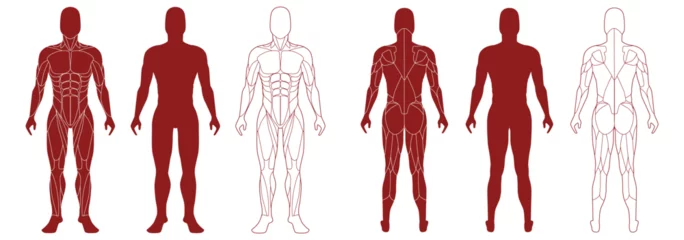 Fotobehang Male figure with anatomical muscles front and back view set. Red silhouette of muscle structure with biological outline of structure for medical and training vector design © Богдан Скрипник
