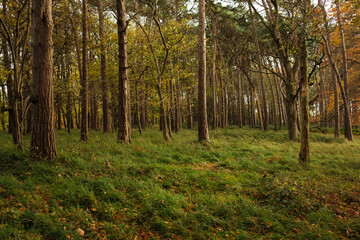 Forest in Phoenix park, Dublin, Ireland