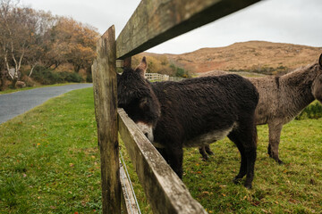 Irish beautiful countryside and the sea on the background with animals 