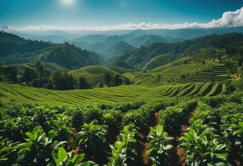 Amazing view green tea plantation landscape 