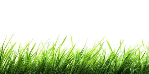 Front view grass isolated on white background