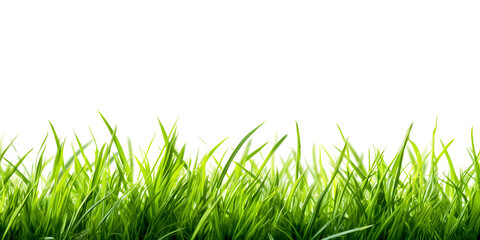Green grass isolated on white background