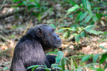 An alpha male chimpanzee in profile, sat on the ground  in Kibale forest, Uganda.