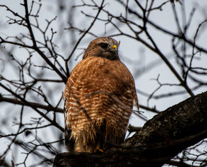 Up close with the red-shouldered hawk on a wintry day