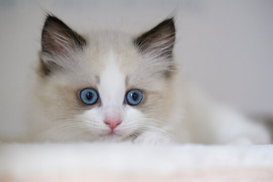 Portr&auml;t eines Ragdoll K&auml;tzchens