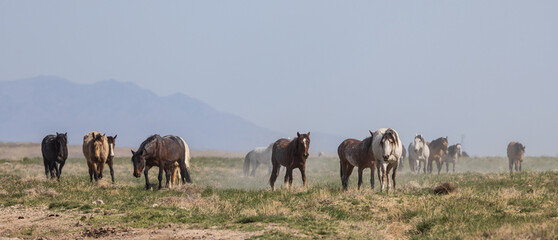 Herd of Wild Horses in the Utah Desert in Springtime