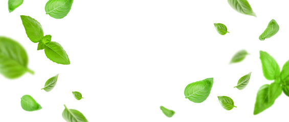 Basil leaves isolated in white. Banner with flying basil leaves. Ingredient, spice for cooking. Food levitation concept. Green basil leaves collection top view space for advertising and text. - obrazy, fototapety, plakaty