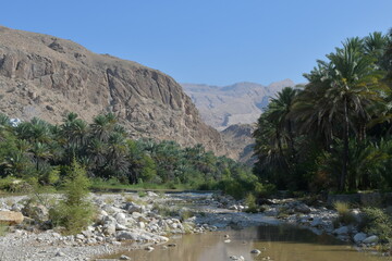 Wadi in Oman: palm trees and river