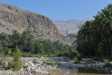 Wadi in Oman: palm trees and river