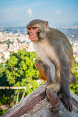 Monkey in an ancient religious complex Swayambhunath in Kathmandu, Nepal. Rhesus Monkey