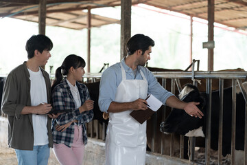 agriculture industry, livestock, animal health and welfare. Dairy farmer male and female working in...