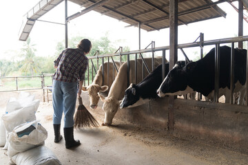 Female farmer cleaning in cowshed on dairy farm. Cows dairy farming and agriculture industry concept