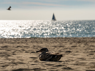 Beautiful Sunset Over the Pacific Ocean, Scenic Beach in California 24