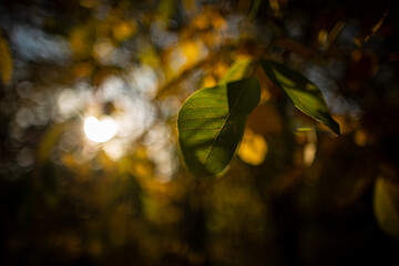 tree leaf, sunset, nature