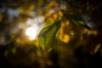 tree leaf, sunset, nature
