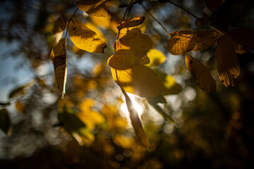 tree leaf, sunset, nature