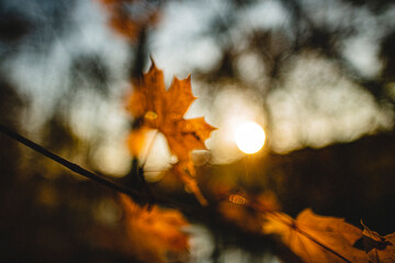 tree leaf, sunset, nature