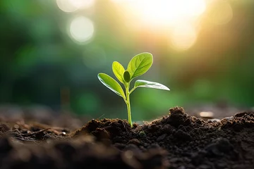 Tuinposter Little young plant prouting from the soil, representing growth and new beginnings. Generative AI © AI Farm