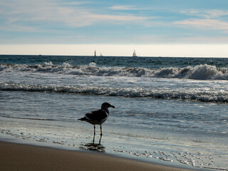 Beautiful and Peaceful Ocean Beach Landscape, Venice Beach, California 09