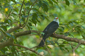 The image of the black white-headed bird Bulbul on a tree branch against the backdrop of nature. Species of passerine birds from the bulbul family. The beauty of the wild.