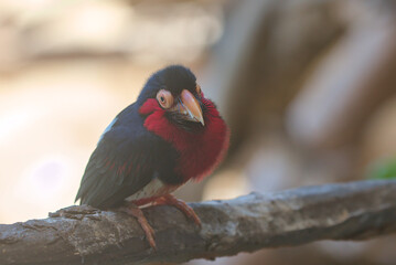 Bearded Barbet - African Barbet sitting on a branch. Barbets are near passerine birds with a worldwide tropical distribution, although New World and Old World barbets are placed in different families.