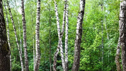 Poster white birch trees in green forest on summer day © Raul