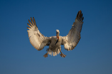 Pelican spreading wings in clear blue sky