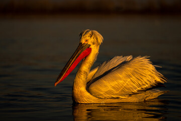 Pelican swims in calm lake watching camera